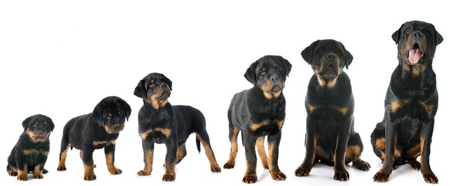 Rozwój psychiczny Rottweilera