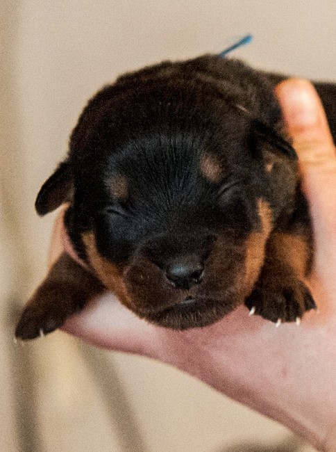 Rozwój fizyczny i psychiczny Rottweilera - 9 dniowy szczeniak rottweilera