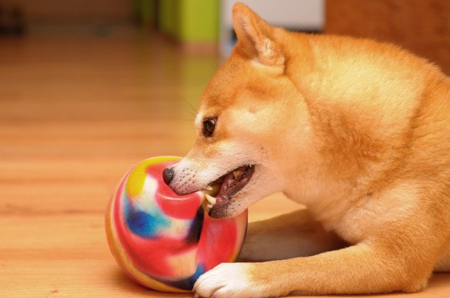 Gryzienie piłki przez psa rasy Shiba inu
