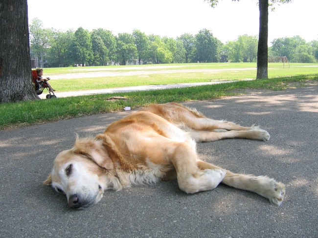 Komenda zdechł pies w wykonaniu golden retrievera
