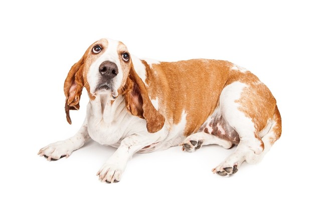 lęk u basset hounda