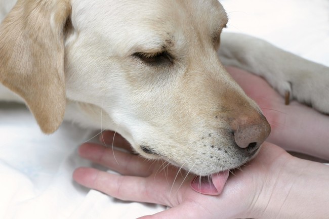 Lizanie rąk przez psa Labradora Lizanie rąk przez psa Labradora