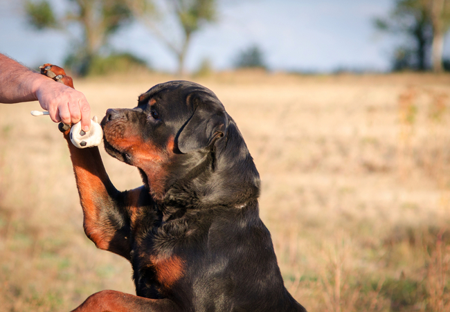 nauka i szkolenie rottweilera