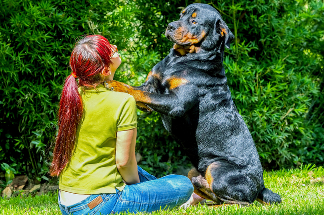 Rottweiler pies i jego szczególna więź z właścicielem