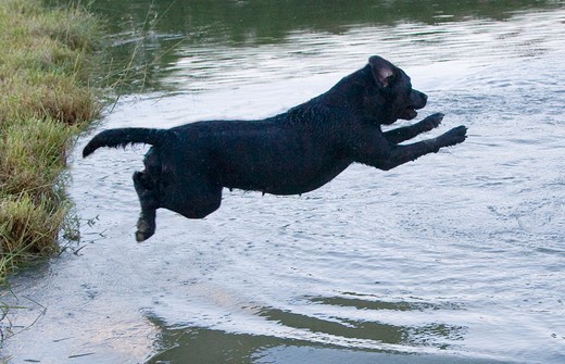 Skaczący labrador do stawu