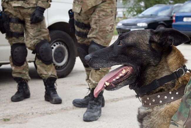 Malinois w Straży Granicznej Pies rasy Malinois Służb Granicznych