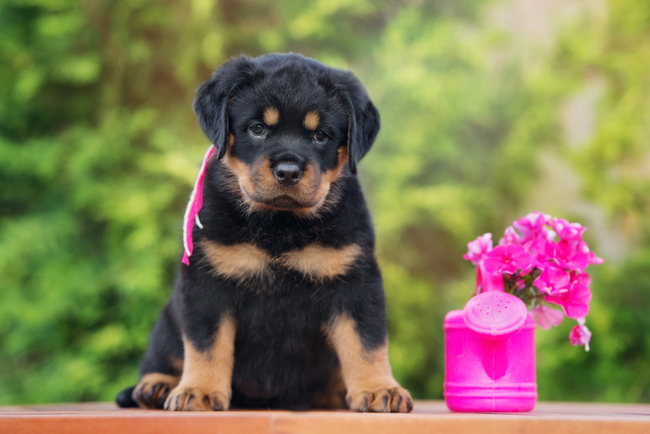 rottweiler pies nie dla wszystkich