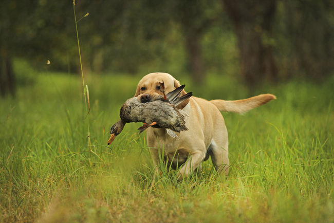 Labrador aportujący kaczke