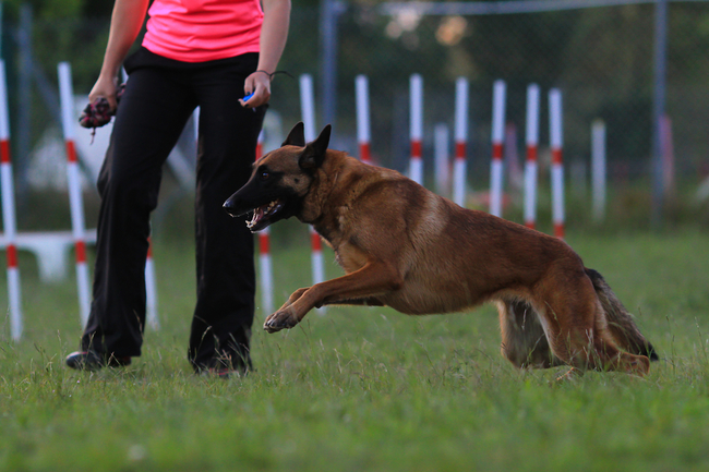 nauka podczas agility za pomocą klikera dla psa