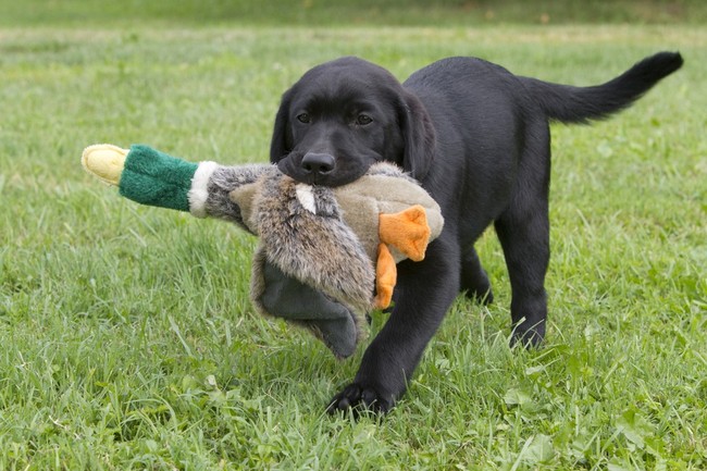 szkolenie młodego labradora aportu