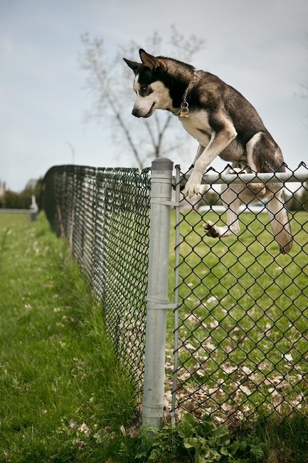 ucieczka husky z posesji Ucieczka psa Syberian husky z posesji