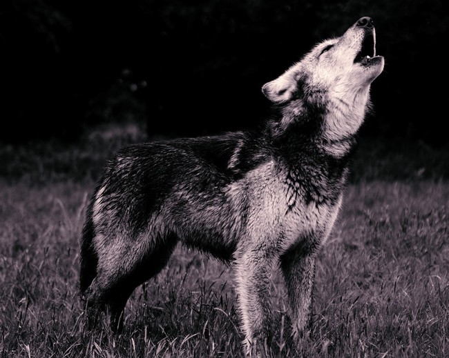 Nocne wycie wilka