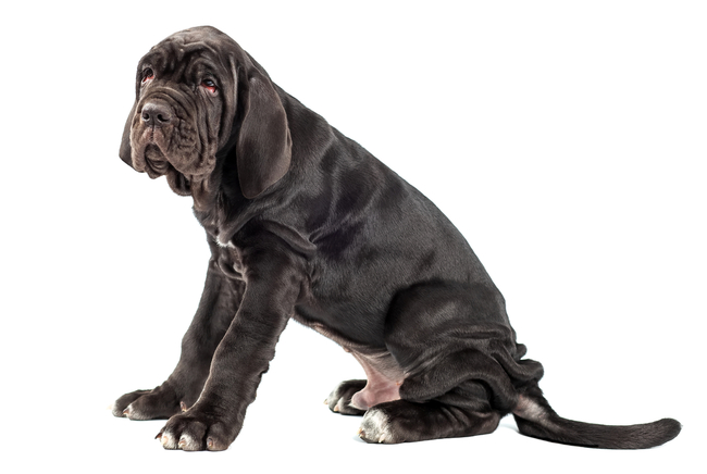 etapy rozwoju szczeniak 3 miesięczny szczeniak cane corso