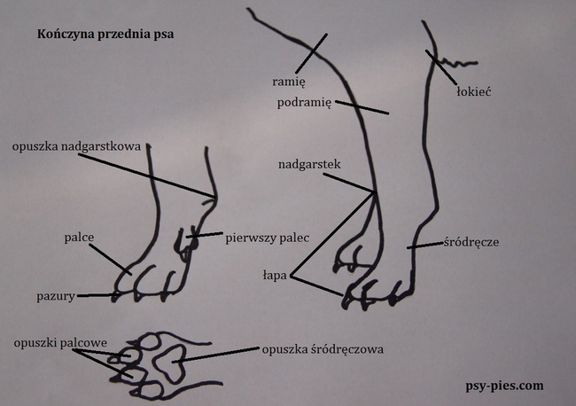 budowa kończyny przedniej psa budowa łapy psa budowa kończyny przedniej psa