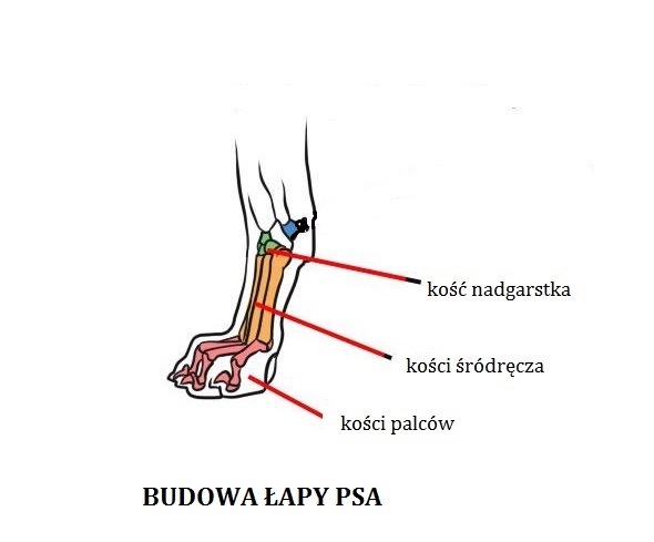 budowa łapy psa