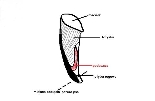 budowa pazura psa