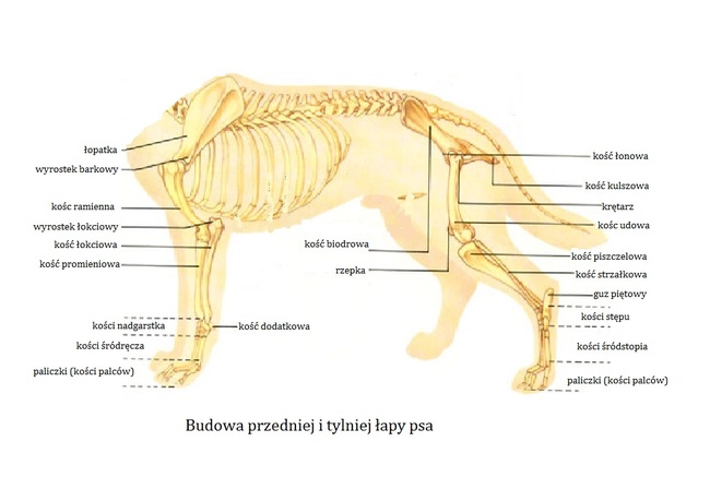 Budowa łap psa Budowa łap psa