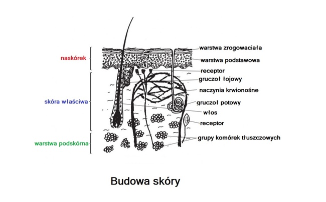 budowa skóry