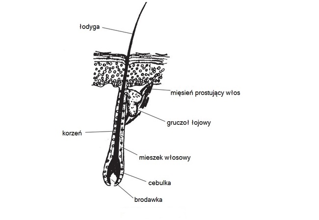 budowa włosa