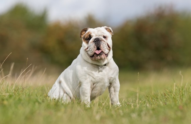 długość życia buldoga angielskiego (english bulldog)