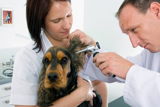 Choroby uszu u psów: spaniel z zaczerwienionym, zapalnym uchem