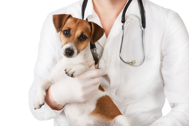 jack russell terrier u weterynarza choroby jack russell terrier
