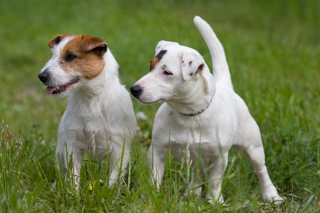 najczęstsze choroby jack russell terriera