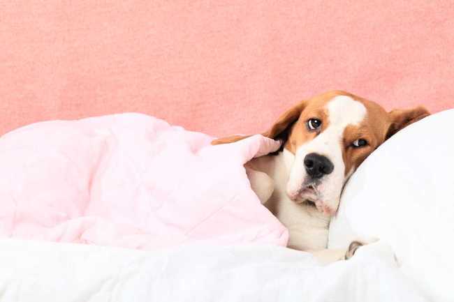 Chory beagle, pies po zimowym spacerze