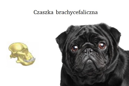 czaszka brachycefaliczna 