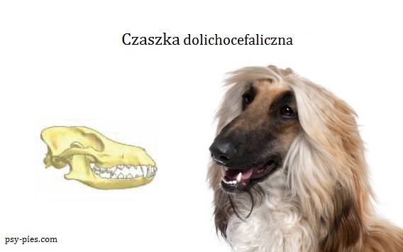 typ czaszki u psów czaszka dolichocefaliczna