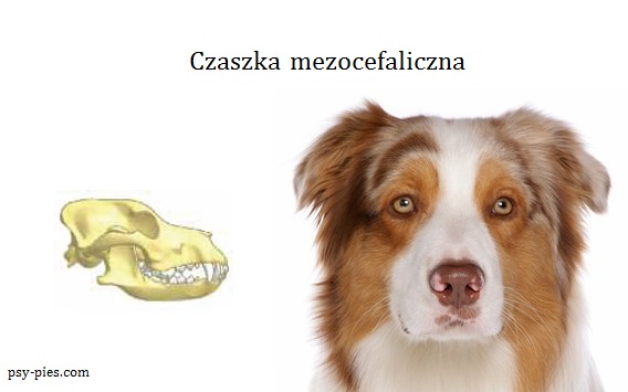 typ czaszki u psów czaszka mezocefaliczna