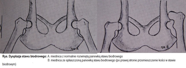 Choroby kości młodych psów ras dużych to np dysplazja