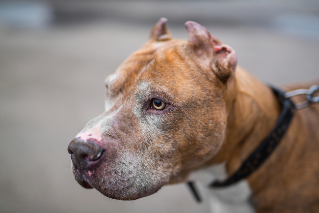 ile lat żyje pitbull (amerykański pitbulterier)