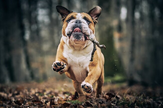 Buldog w ruchu – przykład psa cieszącego się zdrowiem i długim życiem. Zastanawiasz się, jak długo psy żyją? Regularna aktywność ma znaczenie!