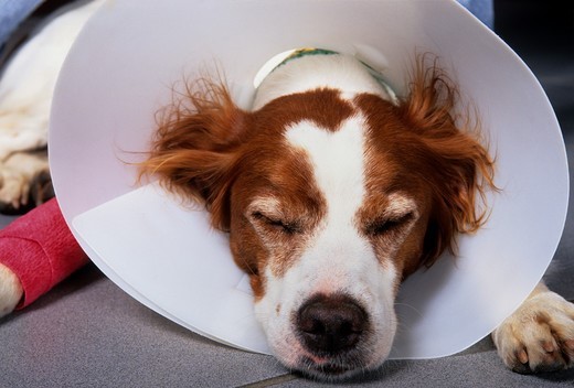 Chihuahua po operacji