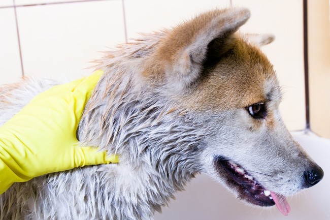 Kąpiel Akity w wannie Kapiel Akity w wannie