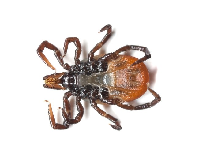 kleszcz (Ixodes ricinus)