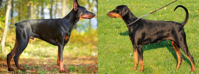 kopiowane uszy i obcięty ogon u dobermana kopiowane uszy i obcięty ogon u psa dobermana