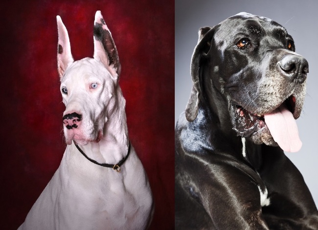 dog niemiecki z kopiowanymi uszami (fot. od lewej) i nie kopiowane dog niemiecki z kopiowanymi uszami (fot. od lewej) i nie kopiowane