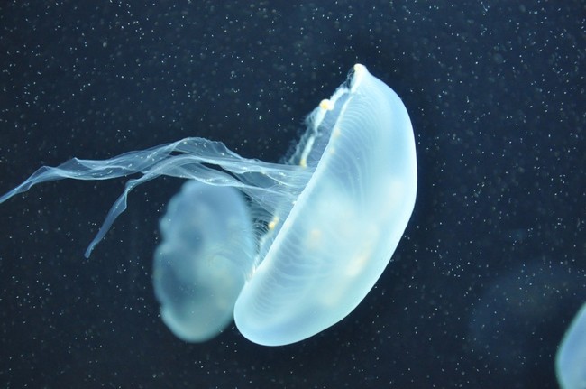 meduza