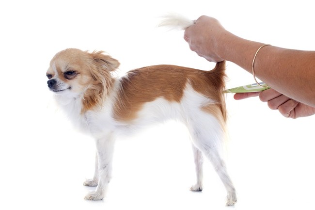 mierzenie temperatury u psa chihuahua