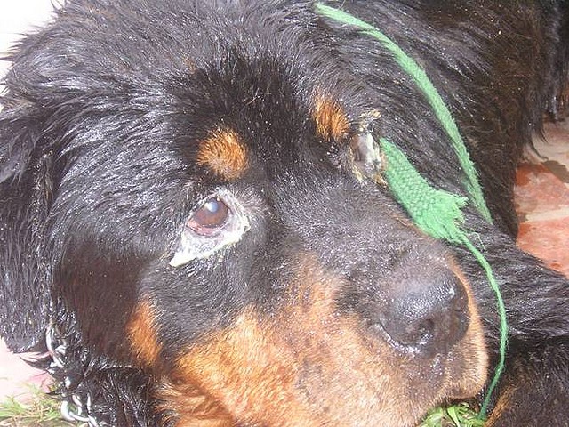 objawy nosówki u psa rottweilera