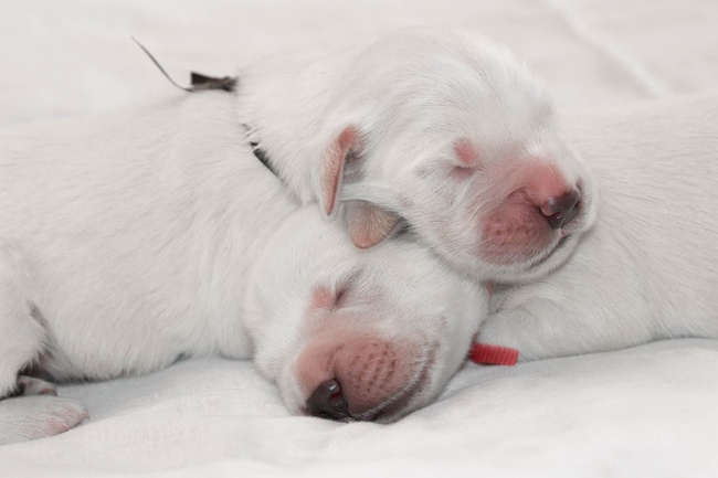 etapy rozwoju szczeniak nowo narodzone szczeniaki golden retrievera