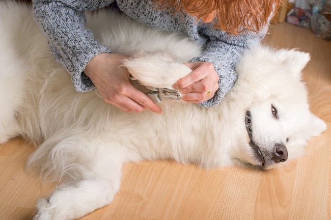 Obcinanie pazurów u psa Samoyed