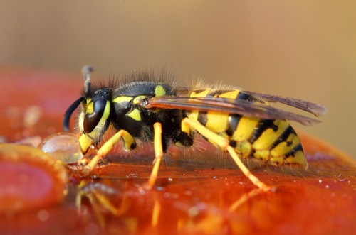 osa pospolita (Vespula vulgaris)