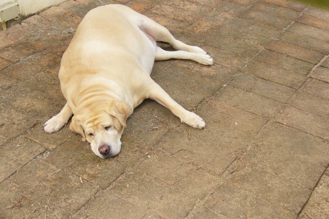 otyły pies labrador