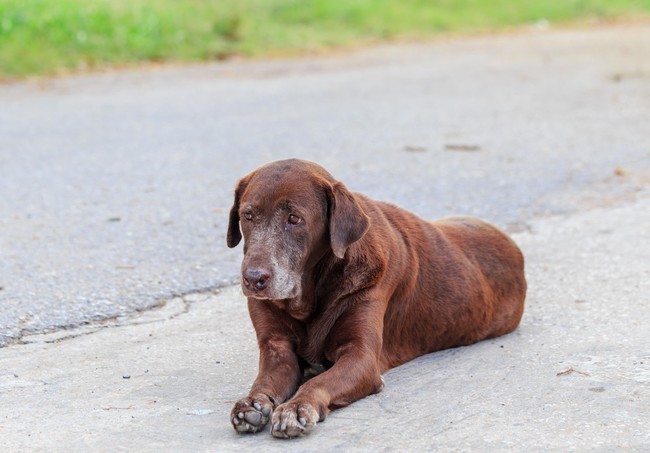 oznaki starzenia się psa - siwe włosy na pysku i łapach psa labradora