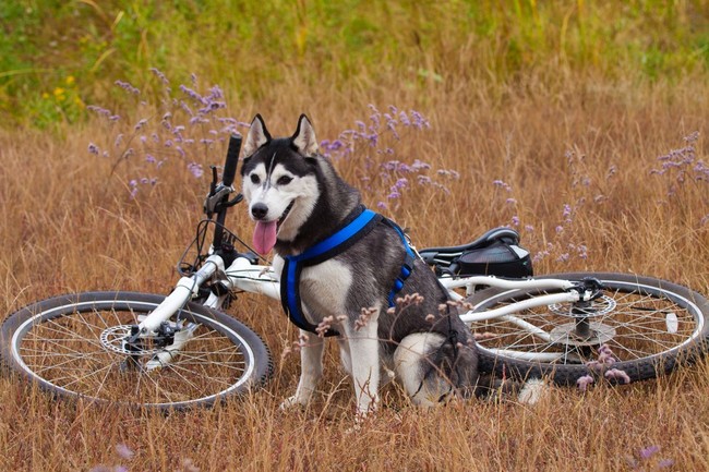 Syberian husky odpoczywający po biegu przy rowerze
