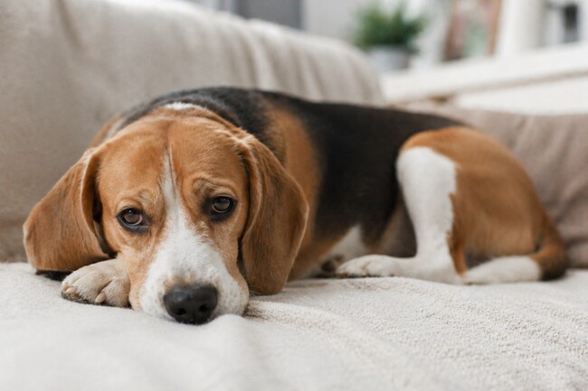 pies cierpi - Beagle cierpiący na kanapie