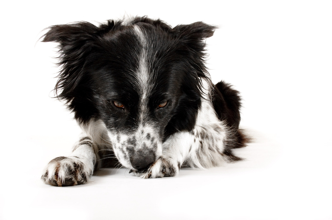 border collie liże swoje łapy dlaczego